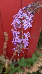 Buddleja davidii