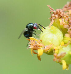 Torymidae