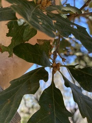 Quercus × eplingii