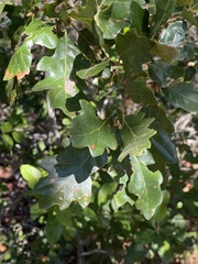 Quercus × eplingii