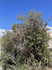 Prunus ilicifolia