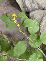 Solidago albopilosa
