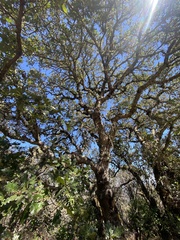 Quercus × eplingii