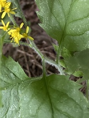 Solidago albopilosa