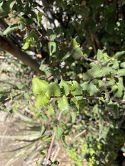 Prunus ilicifolia