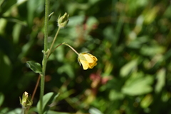 Potentilla pensylvanica