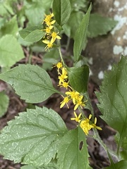 Solidago albopilosa