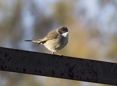 Curruca melanocephala
