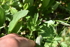 Potentilla pensylvanica