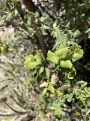 Prunus ilicifolia