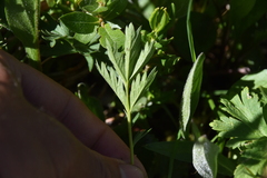 Potentilla pensylvanica
