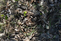 Acromyrmex crassispinus