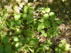 Toxicodendron rydbergii