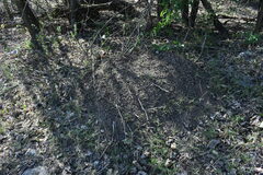 Acromyrmex crassispinus