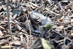 Acromyrmex crassispinus