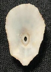 Fissurella microtrema