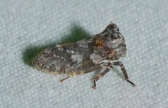 Microcentrus perditus