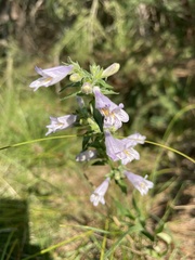 Penstemon gracilis