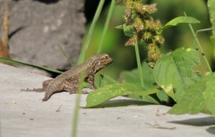 Sceloporus