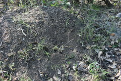 Acromyrmex crassispinus