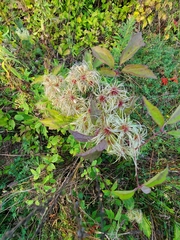 Clematis virginiana