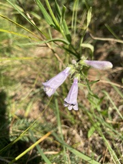 Penstemon gracilis