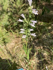 Penstemon gracilis