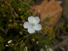 Drosera planchonii