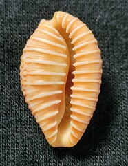 Jenneria pustulata