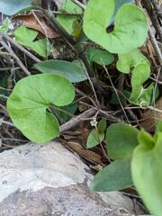 Dichondra brachypoda