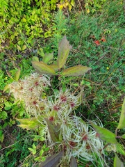 Clematis virginiana