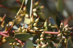 Eucalyptus socialis eucentrica