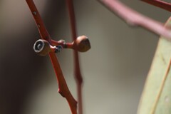 Eucalyptus socialis eucentrica