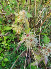 Clematis virginiana
