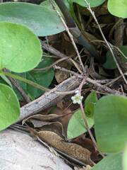 Dichondra brachypoda