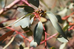 Eucalyptus socialis eucentrica