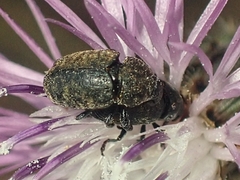 Larinus obtusus