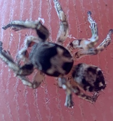 Habronattus coecatus