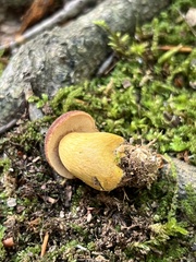 Aureoboletus roxanae