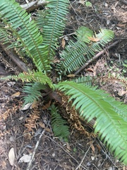 Polystichum munitum