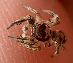Habronattus coecatus