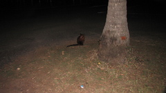 Trichosurus johnstonii