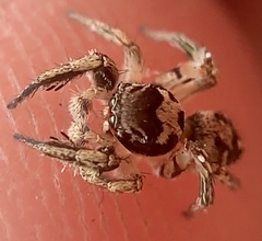 Habronattus coecatus