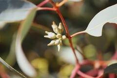 Eucalyptus socialis eucentrica
