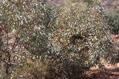 Eucalyptus socialis eucentrica