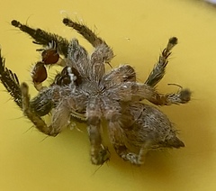 Habronattus coecatus