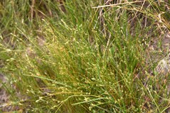 Juncus tenuis