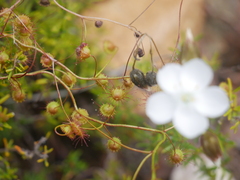 Drosera planchonii