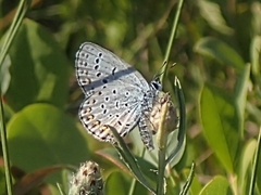 Plebejus samuelis