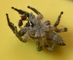 Habronattus coecatus